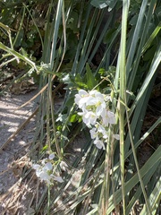 Diplotaxis erucoides