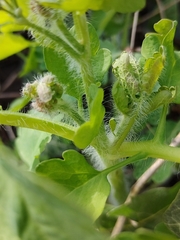 Chelidonium majus