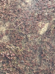 Najas guadalupensis