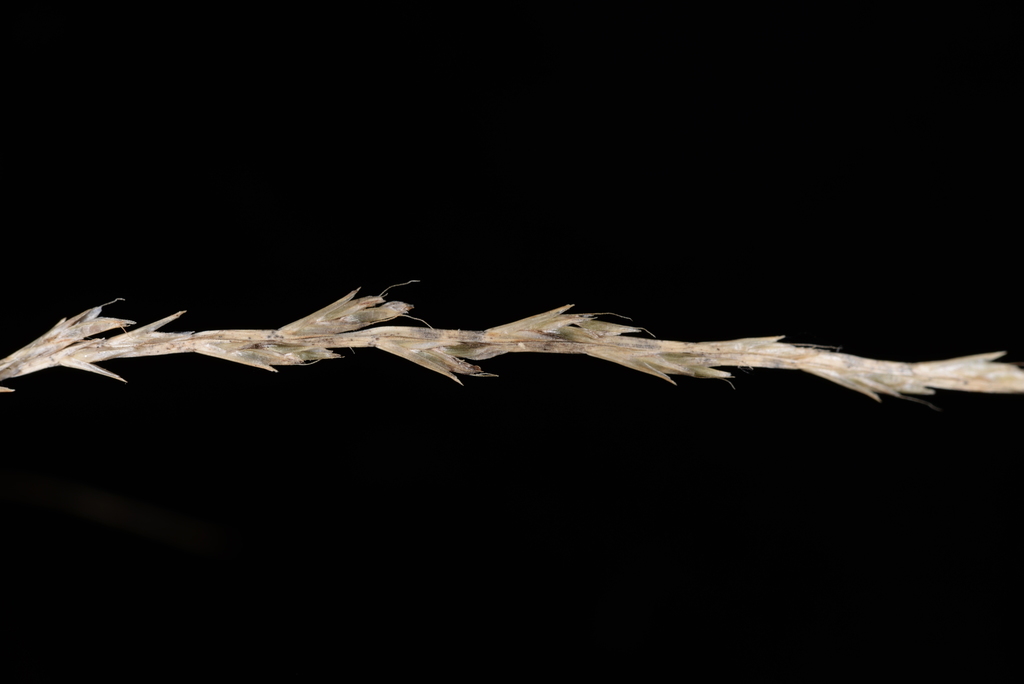 Tripogon chinensis (Tripogon chinensis)