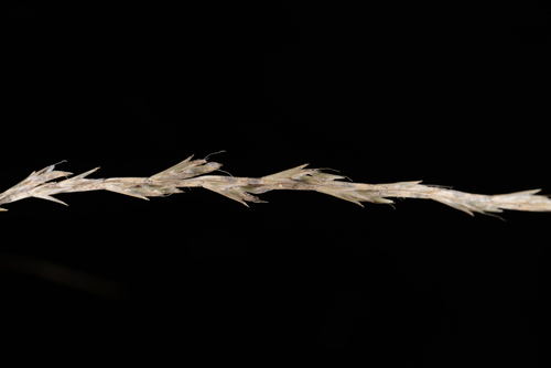 Tripogon chinensis