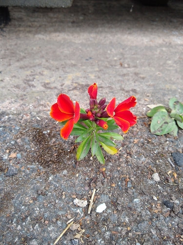 Erysimum cheiri iNat (3)