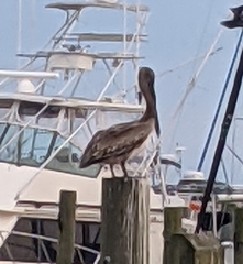 Pelecanus occidentalis