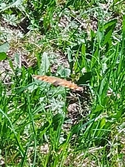 Nymphalis polychloros