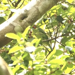 Psilopogon duvaucelii