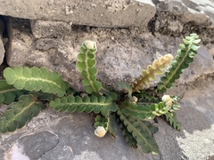 Asplenium ceterach
