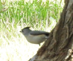 Baeolophus atricristatus