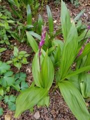 Bletilla striata