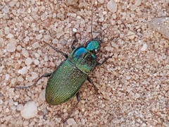 Poecilus versicolor