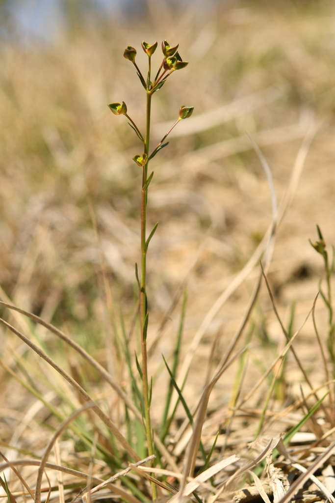 Euphorbia graminifolia