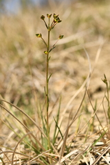 Euphorbia graminifolia