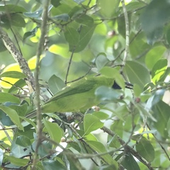 Chloropsis sonnerati