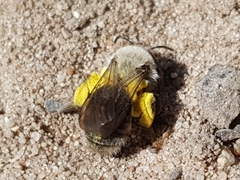 Andrena vaga