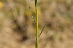 Euphorbia graminifolia