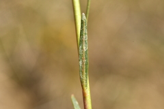 Euphorbia graminifolia