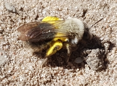 Andrena vaga
