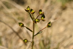 Euphorbia graminifolia