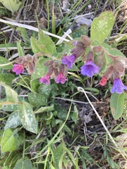 Pulmonaria hirta