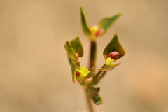 Euphorbia graminifolia
