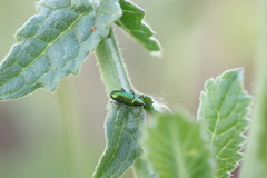 Aulacobaris cuprirostris
