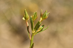 Euphorbia graminifolia