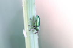 Aulacobaris cuprirostris