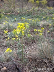 Erysimum crepidifolium