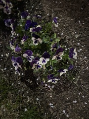 Viola × wittrockiana