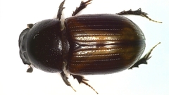 Phaeaphodius