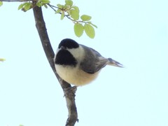 Poecile carolinensis