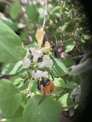 Bombus pascuorum