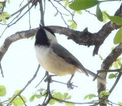 Poecile carolinensis