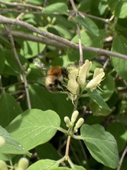Bombus pascuorum