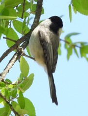 Poecile carolinensis