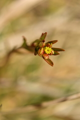 Euphorbia graminifolia