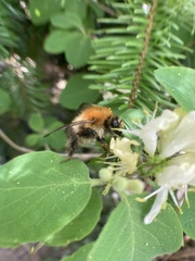 Bombus pascuorum