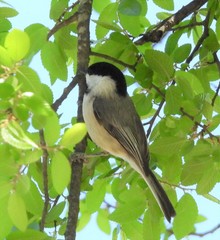 Poecile carolinensis