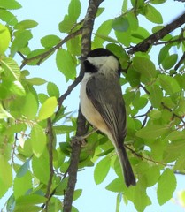 Poecile carolinensis