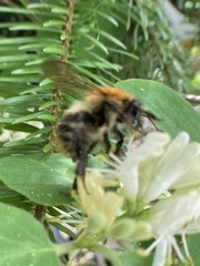 Bombus pascuorum