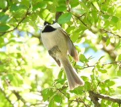 Poecile carolinensis