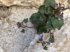 Cymbalaria muralis