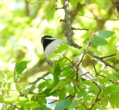 Poecile carolinensis