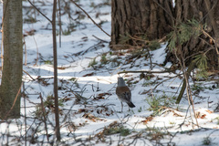 Turdus pilaris