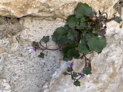Cymbalaria muralis