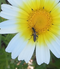 Oedemera simplex
