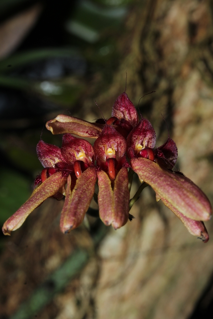Bulbophyllum longiflorum Thouars 3