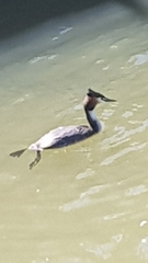 Podiceps cristatus