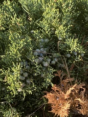 Juniperus