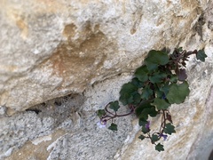 Cymbalaria muralis