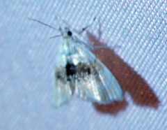 Lipocosma sicalis